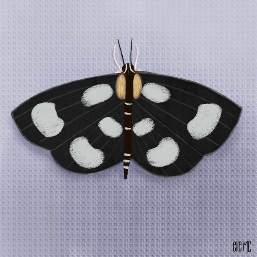 Pretty Black Moth drawn and digitally painted by Elle M Coombs