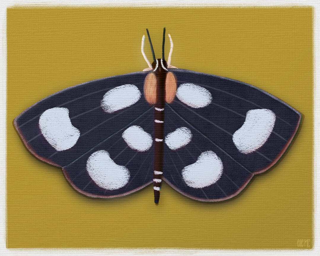Pretty Black Moth drawn and digitally painted by Elle M Coombs