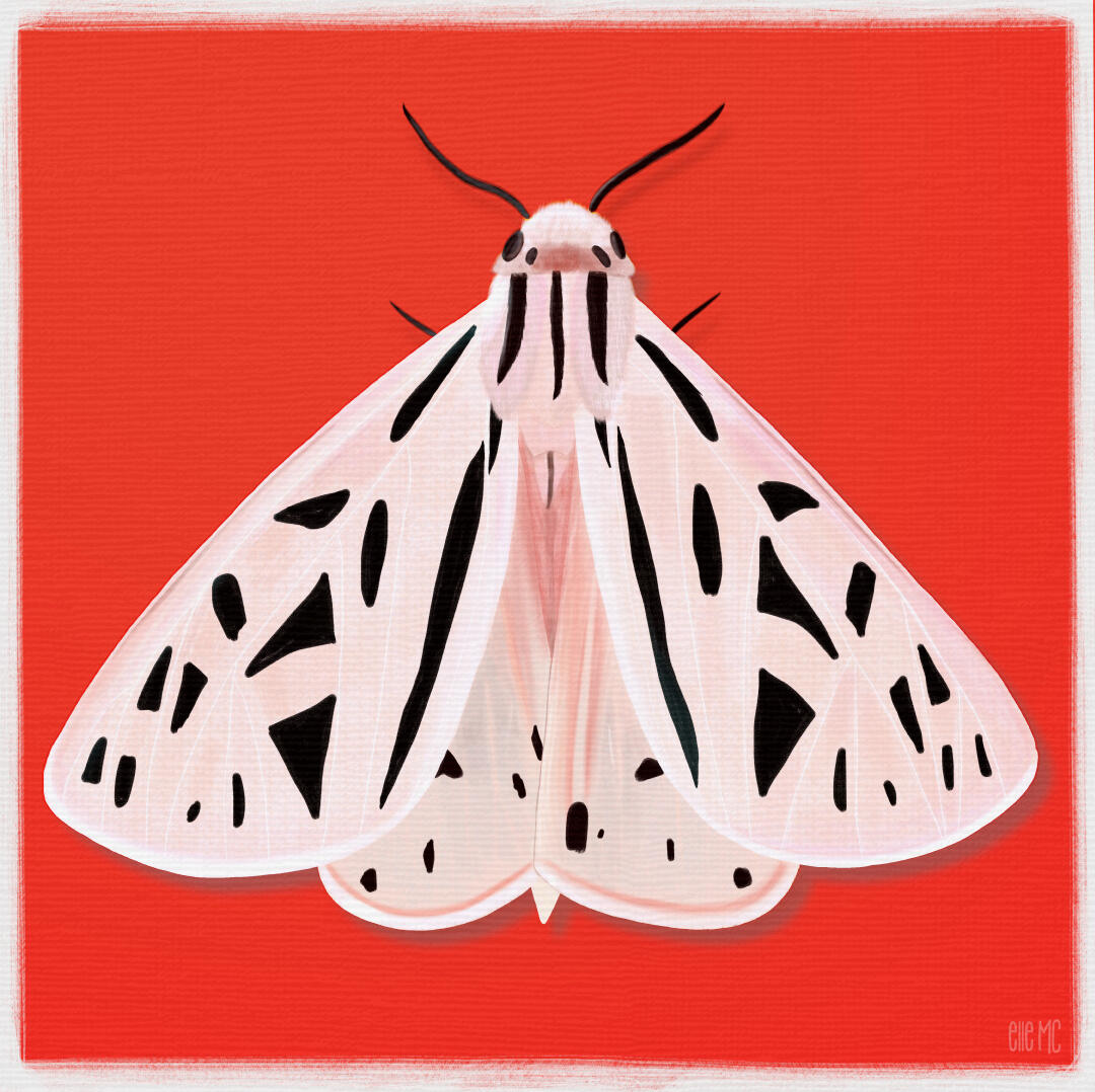 Pink moth artwork drawn and digitally painted by Elle M Coombs