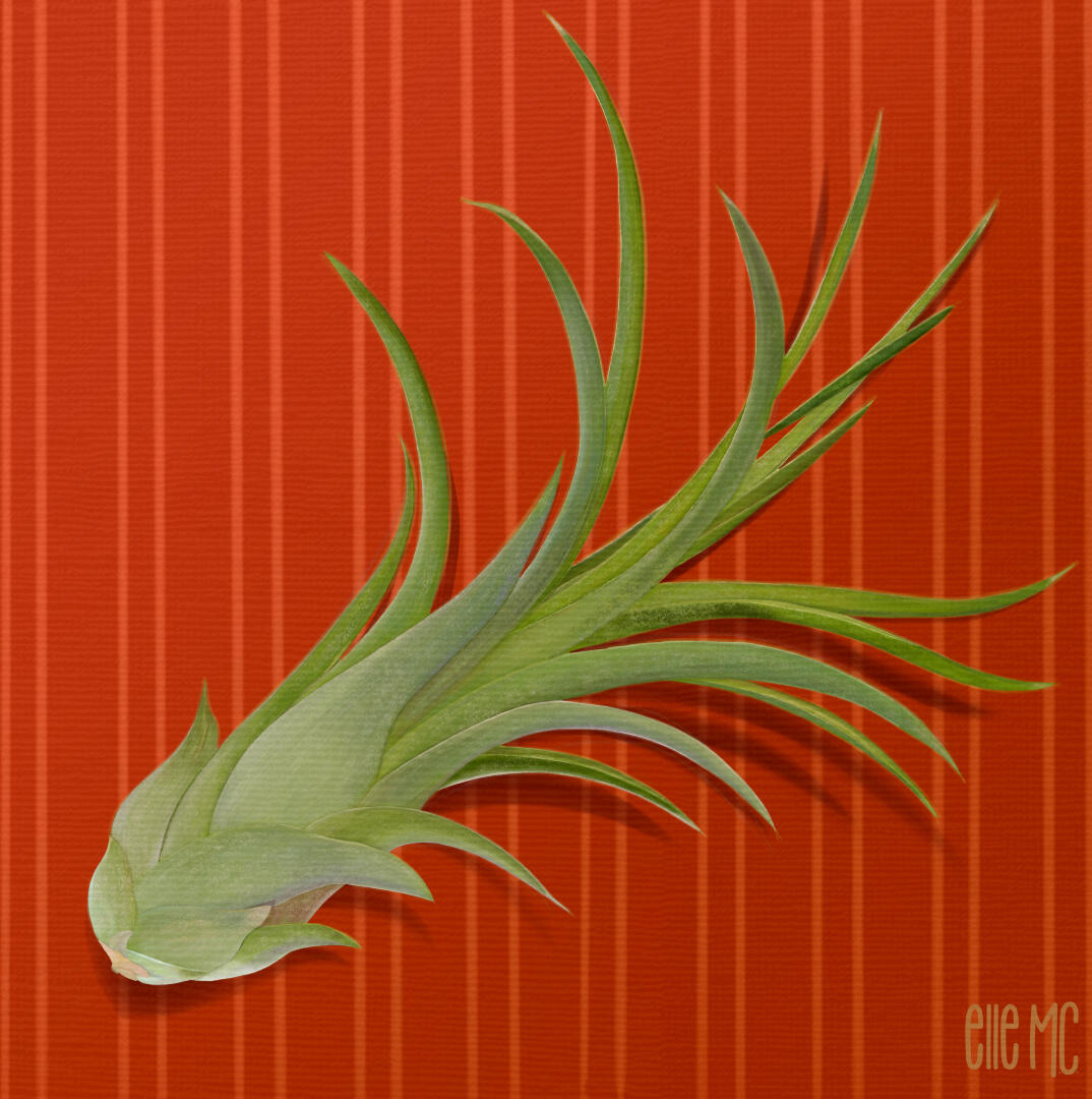 Artwork of airplant on striped background, drawn and digitally painted by Elle M Coombs