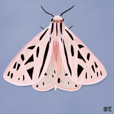 Pink moth artwork drawn and digitally painted by Elle M Coombs