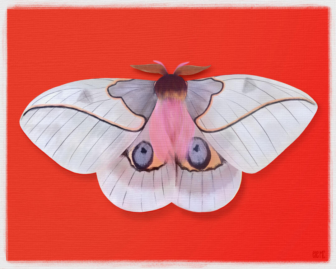 Moth illustration, drawn by Elle MC